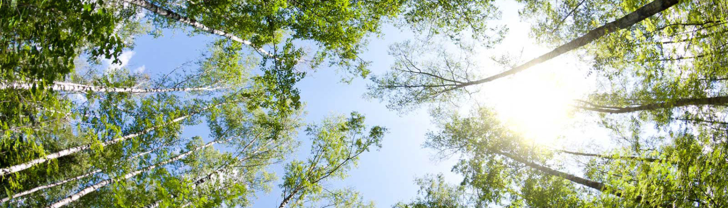 Trees and sky